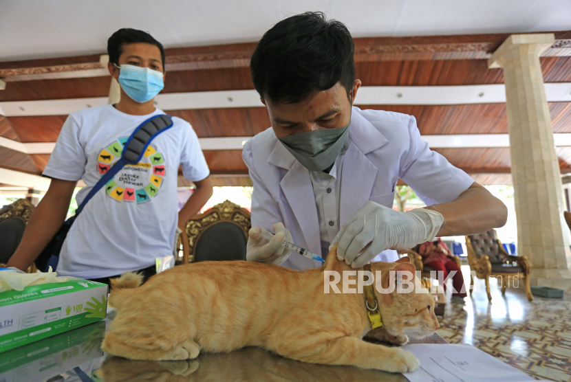 Dokter hewan menyuntikkan vaksin rabies kepada seekor kucing saat pelaksanaan Vaksinasi Rabies Gratis di Pendopo Indramayu, Jawa Barat, Selasa (28/9/2021). (Ilustrasi)