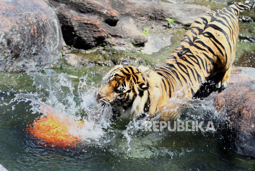 BKSDA Lepas Liarkan Harimau Sumatra ke Gunung Leuser (Ilustrasi). 