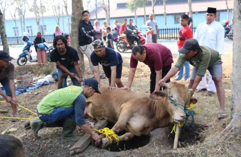 Satu Sapi untuk Lebih dari Tujuh Orang, Kurban atau Sedekah Biasa? - Suara Muhammadiyah