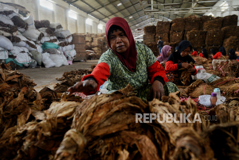 Pekerja melakukan penyortiran daun tembakau di Gudang Tembakau Empatlima, Kabupaten Klaten, Jawa Tengah, Rabu (27/12/2023). Pemerintah berencana menaikkan tarif Cukai Hasil Tembakau (CHT) sebesar 10 persen mulai 1 Januari 2024 yang akan berdampak terhadap harga jual eceran rokok di masyarakat.