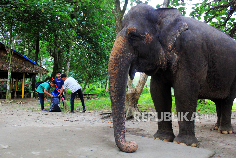 Sejumlah relawan membersihkan kandang satwa yang terbengkalai di kebun binatang Medan Zoo, Sumatera Utara, Rabu (24/1/2024). Aksi bersih-bersih tersebut  sebagai bentuk kepedulian dari berbagai komunitas terhadap satwa yang ada di Medan Zoo. 