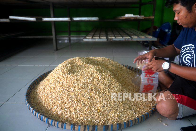 Perajin mengemas kedelai di pabrik tempe Muchlar, Bantul, Yogyakarta, Rabu (2/11/2022). Kementerian Pertanian melalui Direktorat Jenderal Tanaman Pangan menurunkan luasan penanaman kedelai tahun ini lantaran adanya pemangkasan anggaran.