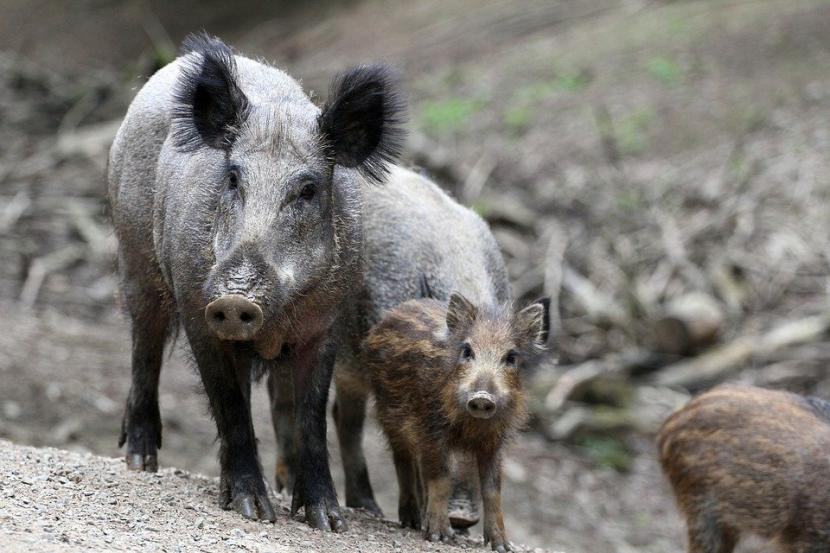  Warga Tasikmalaya Terluka Parah Usai Diseruduk Babi Hutan