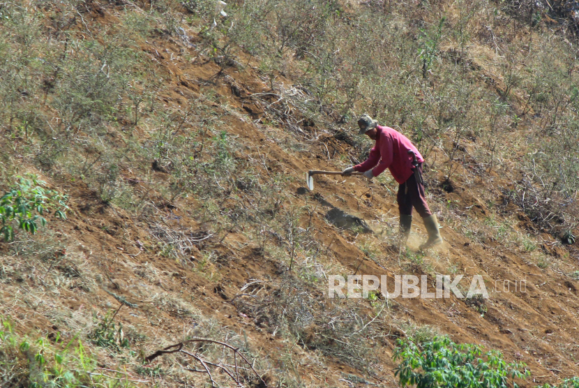 Petani membersihkan semak dan tanaman cabai yang telah meranggas di perbukitan kawasan Cimenyan, Kabupaten Bandung kawasan ini masuk KBU