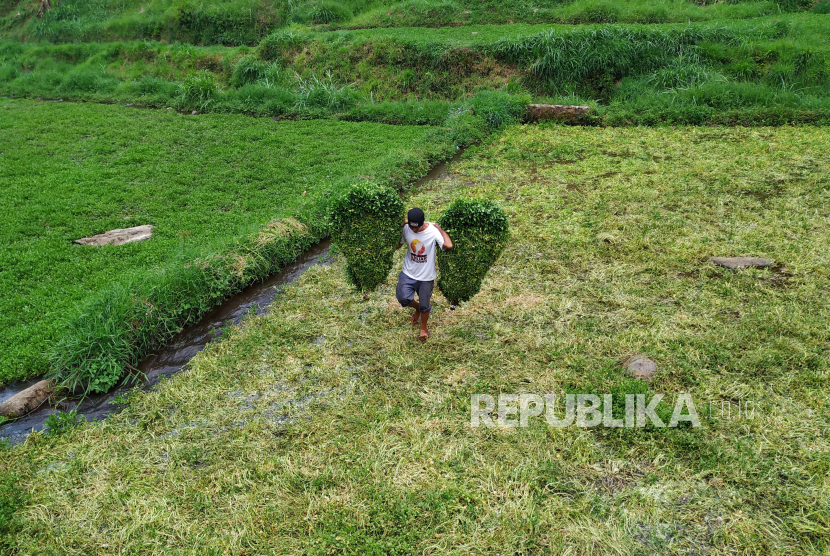 Warga membawa selada air yang baru dipanen di area ladang basah kawasan Curug Bubrug Kertawangi, Kecamatan Cisarua, Kabupaten Bandung Barat, Kamis (24/10/2024). Petani menjual selada air tidak hanya untuk pasaran lokal namun untuk pasar luar negeri juga seperti Singapura. Untuk pasar lokal sayuran air ini dihargai Rp 6.000 pr kilogram, dan luar negeri Rp 8.000 per kilogram dengan kualitas pilihan.