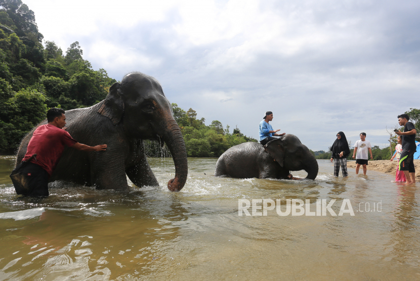 Sejumlah pengunjung bersama mahout memandikan gajah jinak sumatera yang ditempatkan di Conservation Response Unit (CRU) Sampoiniet, Aceh Jaya, Aceh, Ahad (22/1/2023). Presiden Joko Widodo (Jokowi) menyebut tahun ini akan menjadi momentum bagi kebangkitan sektor pariwisata Indonesia.