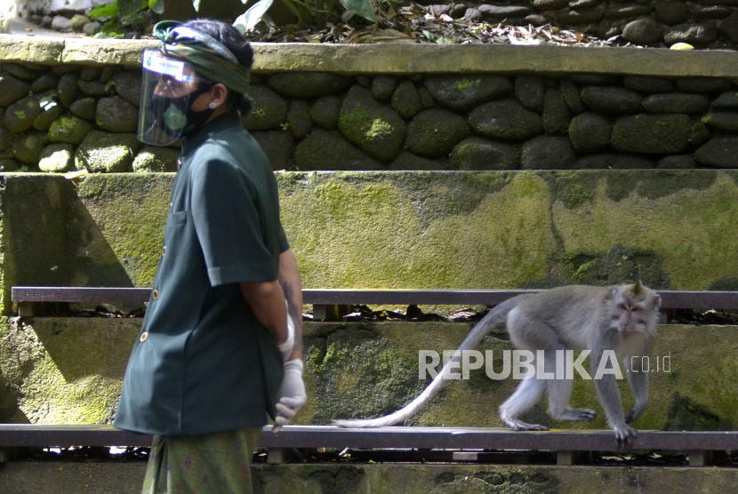 Seorang petugas berjalan di dekat seekor kera ekor panjang (Macaca fascicularis) di Monkey Forest Ubud, Gianyar, Bali, Sabtu (25/7/2020). Meskipun berbagai objek wisata di Pulau Dewata saat ini telah dibuka, namun pengelola Monkey Forest Ubud memutuskan belum membuka kunjungan bagi wisatawan untuk mencegah pandemi COVID-19 dan tetap memastikan seluruh kera yang ada di kawasan itu dalam kondisi sehat dan terpenuhi kebutuhan pakannya selama penutupan kawasan. 