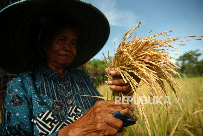 Petani memanen padi di areal persawahan Kelurahan Kaligangsa, Tegal, Jawa Tengah, beberapa waktu lalu.