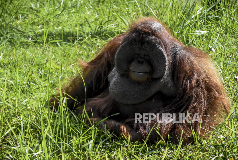 Orangutan Kalimantan (Pongo pygmaeus)