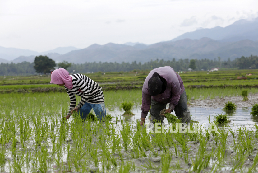  Pekerja menanam benih padi di sawah d(ilustrasi)