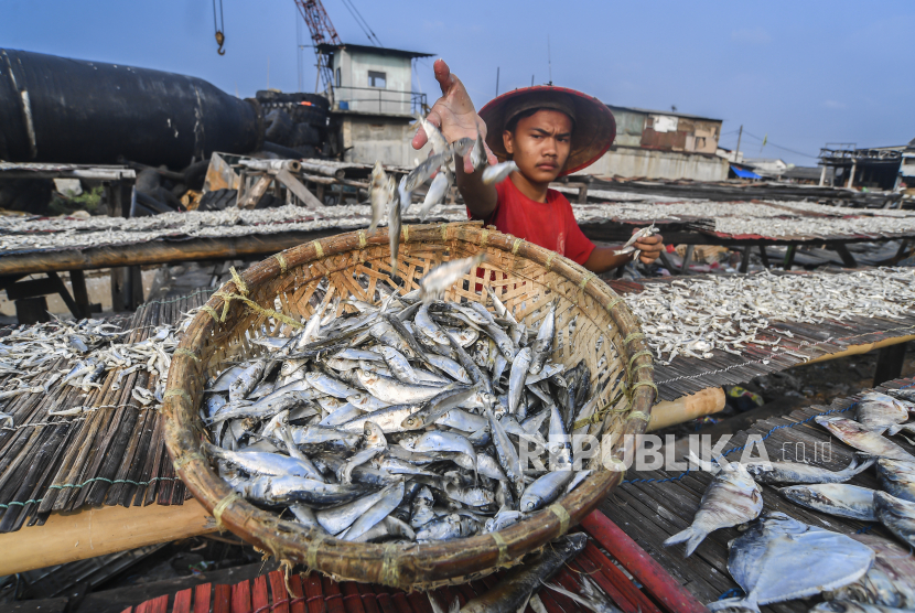 Pekerja mengumpulkan ikan asin ke keranjang usai dijemur di Kampung Nelayan Cilincing, Jakarta, Ahad (6/6/2021). Ikan kering alias ikan asin termasuk jenis ikan yang perlu dihindari pengidap hipertensi.