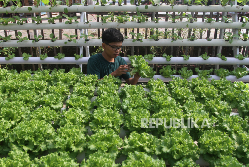 Petani milenial memanen selada yang dibudi dayakan dengan teknik pertanian hidroponik di Watualang, Ngawi, Jawa Timur.