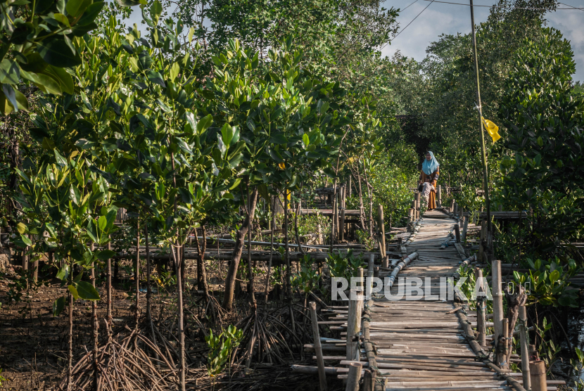Warga beraktivitas di Kampung Mangrove Patikang, Pandeglang, Banten, Jumat (8/10/2021). Pemerintah terus mengejar target rehabilitasi 34.000 hektare mangrove di berbagai daerah di Indonesia hingga akhir tahun 2021. 