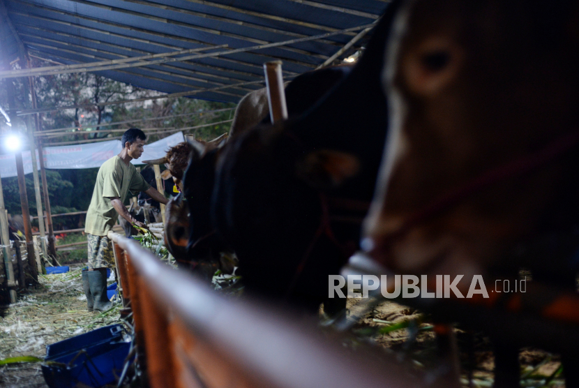 Peternak memberikan pakan hewan kurban, ilustrasi. Polsek Bukittinggi menerjunkan Tim Gabungan untuk mengejar terlapor yang diduga pelaku penipuan hewan kurban di sejumlah masjid dan mushala di Kota Bukittinggi, Sumatra Barat. 