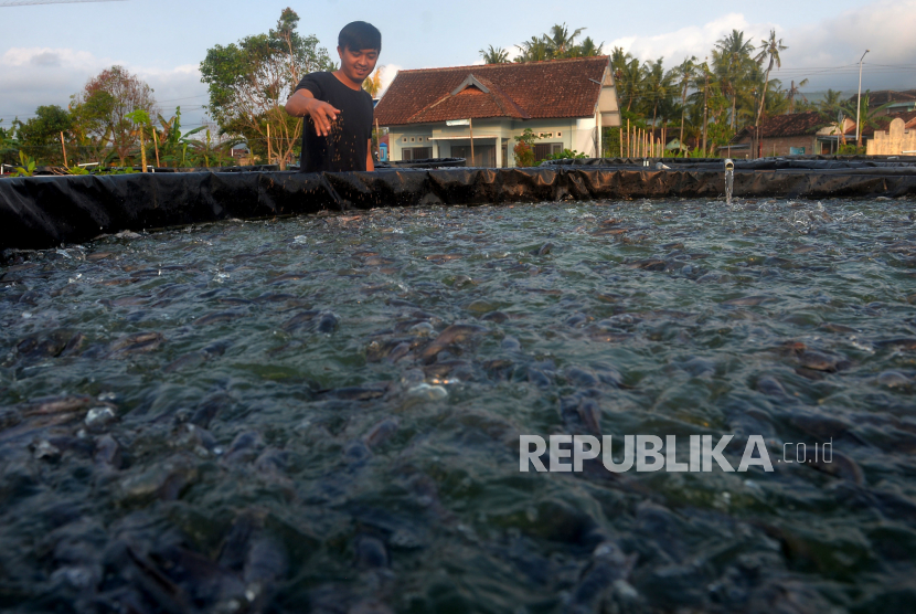 Pekerja memberikan pakan lele di Bantul, Yogyakarta, Kamis (11/8/2022). Di lokasi budidaya ikan air tawar ini memiliki 70 kolam yang sudah terisi benih lele dari target 250 kolam. Nantinya jika sudah beroperasi penuh target produksi per hari sebesar 2 ton ikan lele.