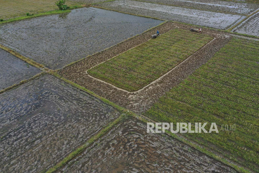 Foto udara dua petani membajak sawah (ilustrasi)