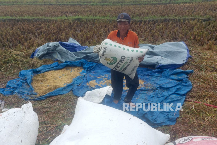 Seorang petani di Desa Boto, Kecamatan Bancak, Kabupaten Semarang sedang mengumpulkan gabah hasil panen dari sawah yang digarapnya, Senin (27/2). Badan Pusat Statistik (BPS) melaporkan Nilai Tukar Petani atau NTP pada Februari 2023 mencapai 110,53 atau mengalami kenaikan sebesar 0,63 persen. 