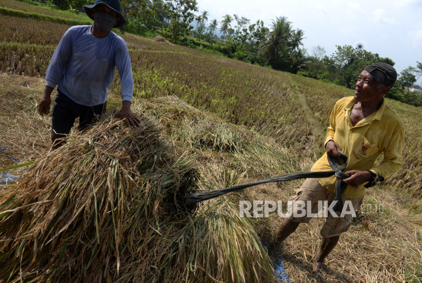 Petani memanen padi di area persawahan di Kulon Progo, Yogyakarta, Selasa (2/6). Kementerian Pertanian memasang target produksi beras sebanyak 33,6 juta ton beras