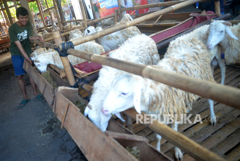 Penjaga memeriksa kondisi domba yang dijual untuk kurban di Yogyakarta (ilustrasi)