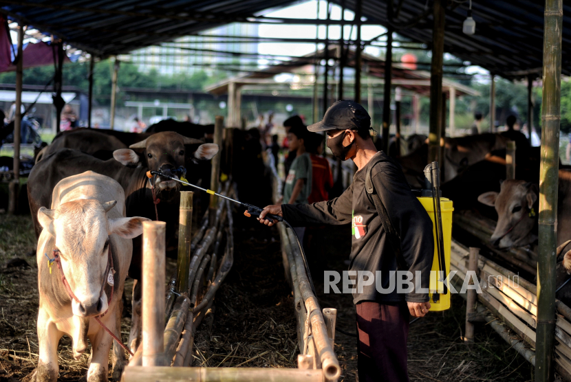 Ilustrasi. Pedagang menyemprotkan cairan disinfektan di tenda penjualan hewan qurban di kawasan Kuningan, Jakarta, Selasa (21/6/2022). 193 Sapi dan Kambing di Rejang Lebong Terjangkit PMK