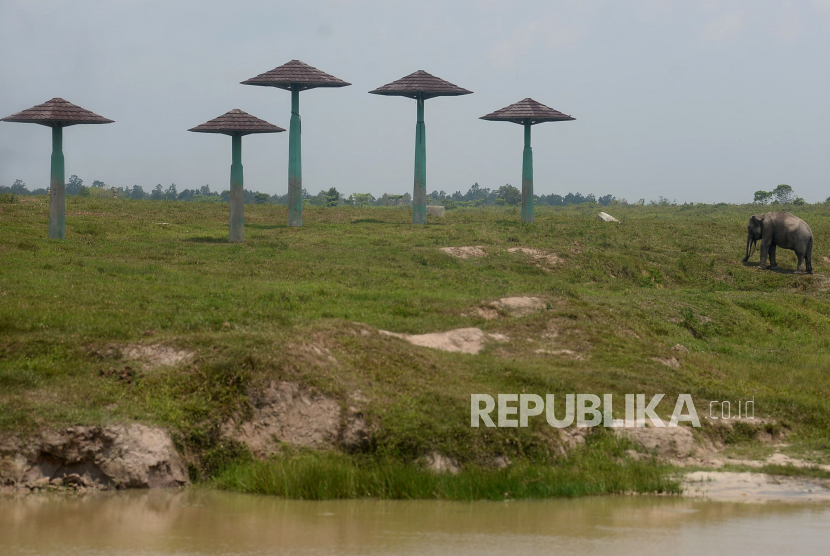 Pengelola tempat wisata di Lampung terapkan protokol kesehatan. Taman Nasional Way Kambas (TNWK) Lampung Timur, Lampung. 