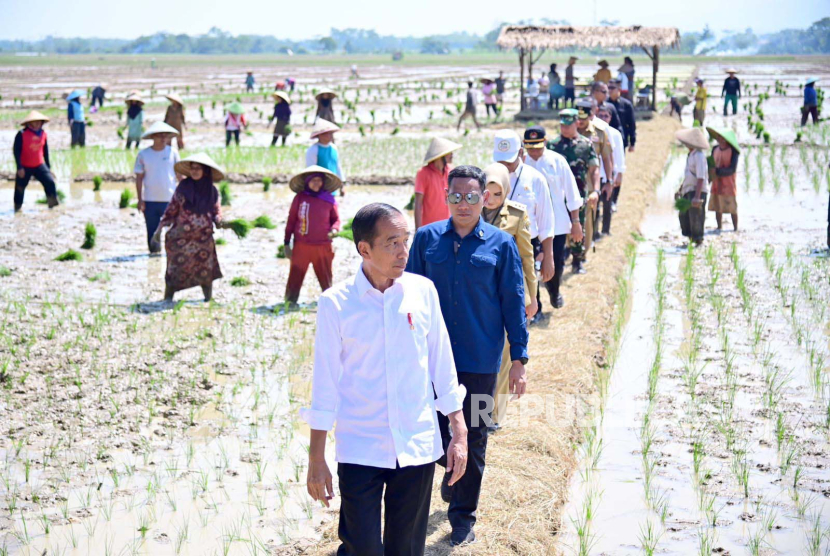 Presiden Joko Widodo meninjau penanaman padi dan menyerap aspirasi para petani di Kecamatan Kesesi, Kabupaten Pekalongan, Provinsi Jawa Tengah, Rabu (13/12/2023).