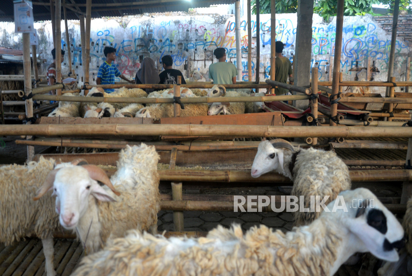 Pembeli memilih domba yang dijual untuk kurban di Panitia Pengadaan Hewan Qurban (PPHQ) Angkatan Muda Muhammadiyah (AMM) di Kotagede, Yogyakarta, Rabu (21/6/2023). Kebutuhan domba dan kambing untuk Idul Adha 1444H di DIY masih defisit. Ketersediaan hewan ternak domba 19.019 ekor dan kambing 27.022 ekor, sementara itu kebutuhan domba sebesar 26.966 ekor serta kambing sebesar 23.099 ekor. Untuk hewan ternak domba masih defisit 7.947 ekor dan kambing surplus 3.923 ekor.