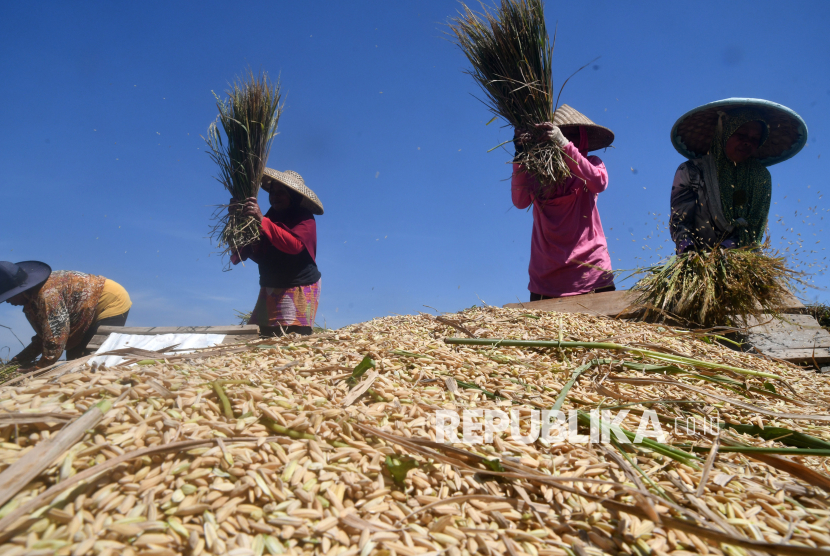 Sejumlah petani merontokkan bulir padi organik di Agro Eduwisata Organik (Aewo) Mulyaharja, Kota Bogor, Jawa Barat, Kamis (14/12/2023). Menteri Pertanian Andi Amran Sulaiman mengatakan padi organik bisa menjadi salah satu alternatif untuk memenuhi ketersediaan pangan di tengah krisis pangan dunia akibat dampak perubahan iklim.  