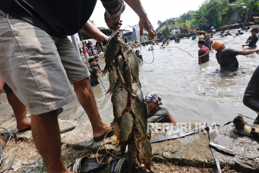  Warga mengumpulkan ikan setelah menangkapnya, saat acara mancing tradisional 