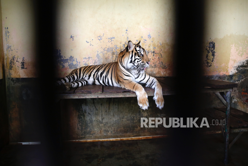 Seekor harimau jantan, Tina beristirahat di dalam kandang setelah menjalani tes swab Covid-19 di Kebun Binatang Ragunan di Jakarta, Indonesia, 02 Agustus 2021.