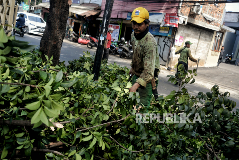 Ilustrasi pohon tumbang. Pemerintah Kota Jakarta Pusat mencatat ada 13 pohon yang tumbang akibat hujan yang disertai angin kencang pada Sabtu (5/3/2022).