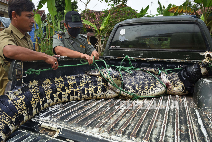 Petugas Balai Konservasi Sumber Daya Alam (BKSDA) memeriksa buaya muara (Crocodylus porosus) yang baru tertangkap.