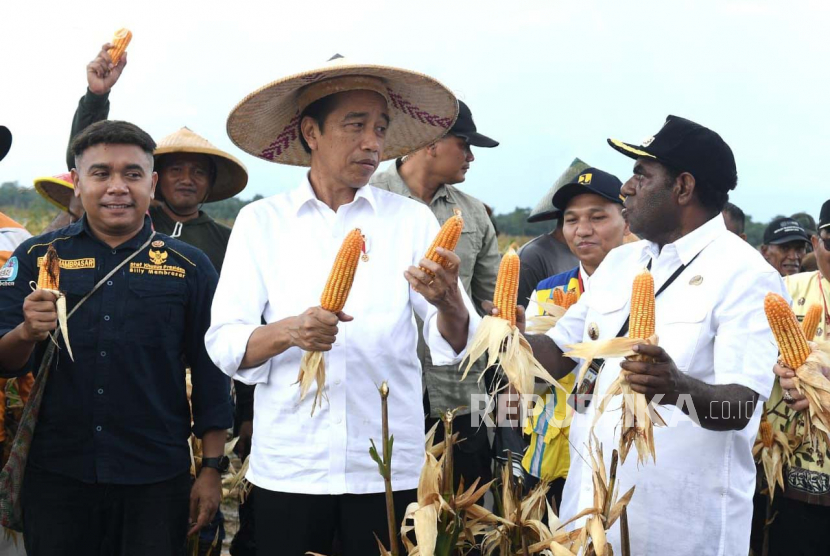 Presiden Jokowi saat meninjau lahan jagung di kawasan food estate, Kabupaten Keerom, Papua, Kamis (6/7/2023).