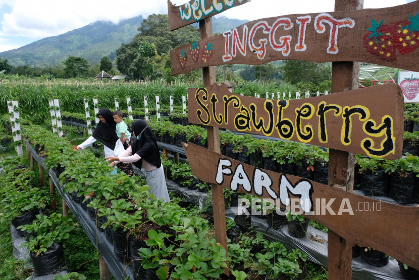 Wisatawan memetik buah strawberry saat berkunjung di Inggit Strawberry Farm, lereng Gunung Merbabu, Desa Banyuroto, Sawangan, Magelang, Jawa Tengah, Kamis (4/2/2021). Desa wisata yang terletak di jalur Semarang-Magelang-Boyolali tersebut menawarkan wisata petik buah strawberry dan pemandangan pegunungan. 