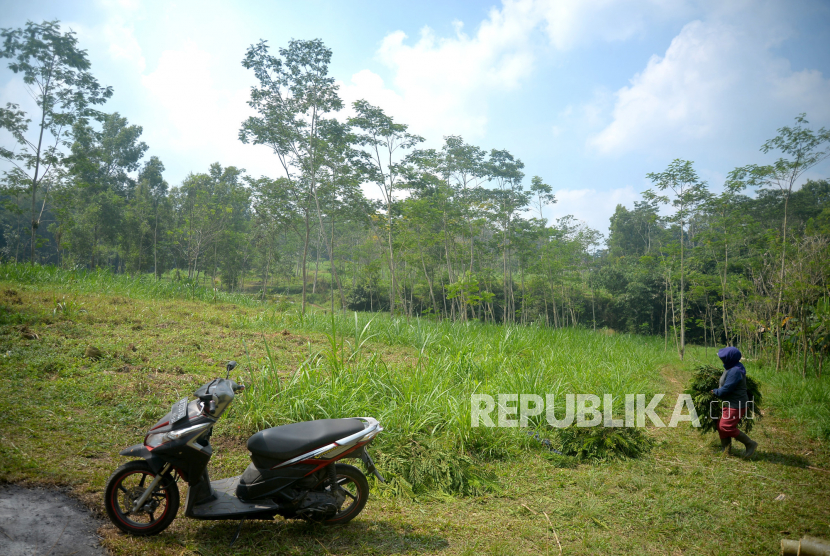 Warga mencari pakan ternak di lokasi yang rencananya untuk tempat pembuangan akhir (TPA) sampah sementara, Dusun Karanggeneng, Cangkringan, Sleman, DI Yogyakarta, Selasa (25/7/2023). 