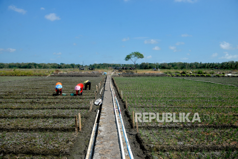 Lahan persawahan yang ditanami bawang merah di Srikayangan, Sentolo, Kulon Progo, Yogyakarta. Sekitar 11 hektare tanaman bawang merah di Kulon Progo, DIY terserang hama ulat.