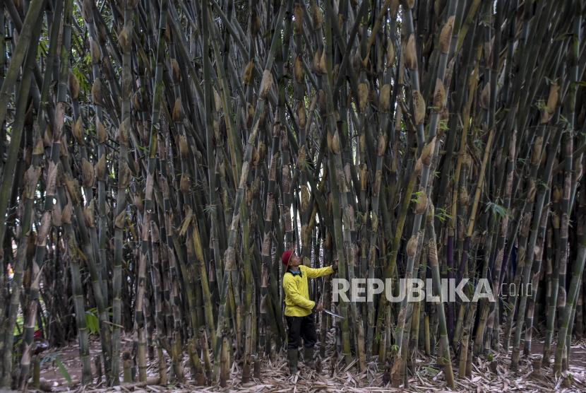 Petugas merawat tanaman bambu di area Udjo Ecoland, Cimenyan, Kabupaten Bandung. (Ilustrasi)