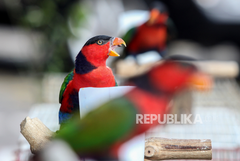 Tiga ekor burung nuri kepala hitam (lorius lory) ditunjukkan saat ungkap kasus penyelundupan satwa dilindungi di Kantor Balai Besar Karantina Pertanian Surabaya, Juanda, Sidoarjo, Jawa Timur, Kamis (17/2/2022). Balai Besar Karantina Pertanian Surabaya berhasil menggagalkan penyelundupan 265 ekor burung yang terdiri dari 100 ekor burung nuri kelam (eclectus roratus), 27 ekor burung pipit merah papua (amandava finch), 21 ekor burung jagal papua (cracticus cassicus), 55 ekor burung emprit merah (amandava), satu ekor kepodang (oriolus chinensis), satu ekor bayam hijau (psittaciformes), tiga ekor nuri kepala hitam (lorius lory) dan seekor walabi (macropodidae) tanpa dokumen. 