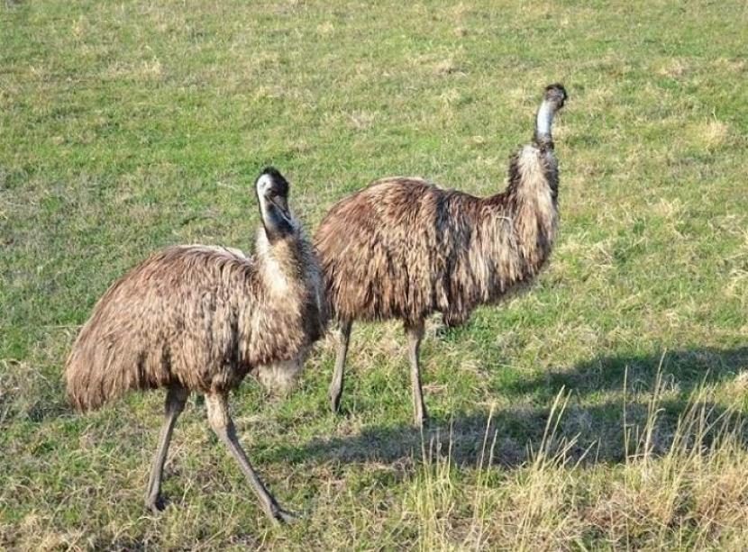 Sejarah Perang  Emu di Australia