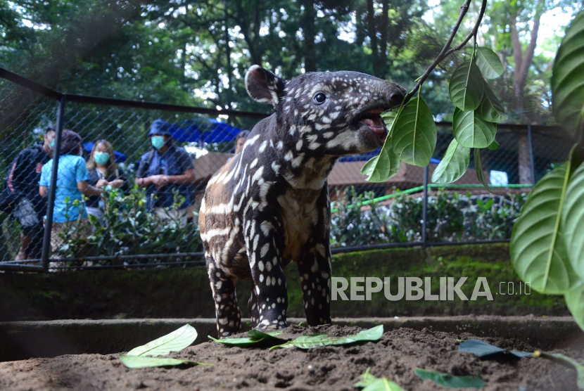 Seekor anak tapir (Tapirus Indicus) bermain di kandang saat momen pertama kali anak tapir diperkenalkan ke publik di Kebun binatang Bandung (Bandung Zoo). Pengelola Kebun Binatang Bandung sebut tidak pernah ada perjanjian sewa dengan pemkot.