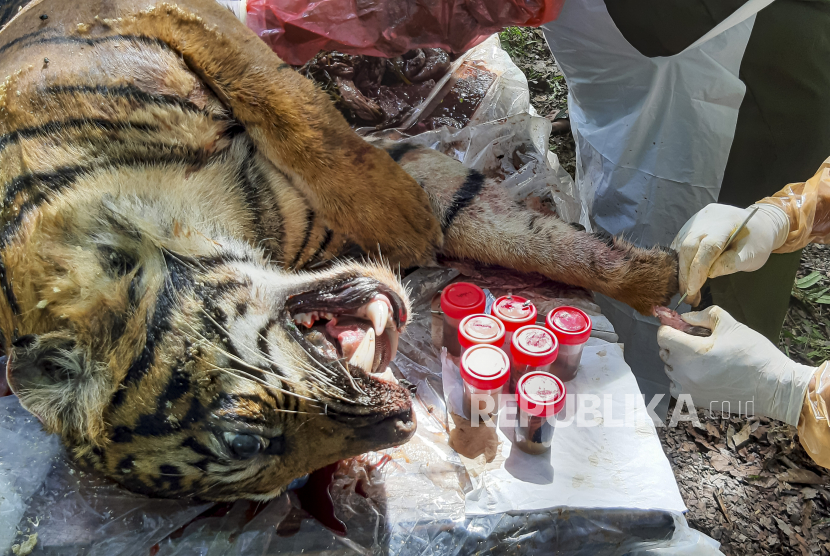 Petugas dari BKSDA Aceh melakukan nekropsi terhadap bangkai harimau Sumatera  (Panthera tigris sumatrae) yang ditemukan mati di kawasan perkebunan masyarakat di Kabupaten Aceh Selatan, Aceh, Selasa (30/6/2020). Proses tersebut dilakukan untuk mengetahui penyebab kematian harimau Sumatera yang diduga mati akibat diracun. ANTARA FOTO/Hafizdhah/Lmo/foc.
