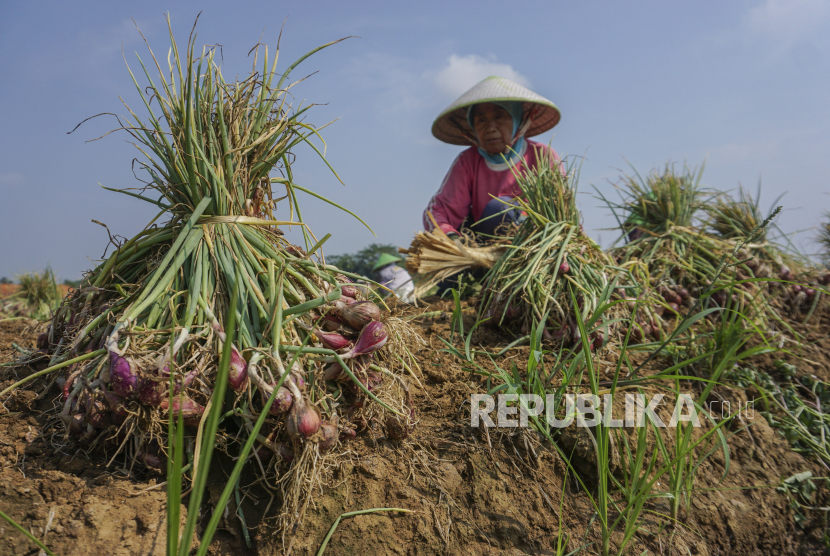 Petani memanen bawang merah (ilustrasi)