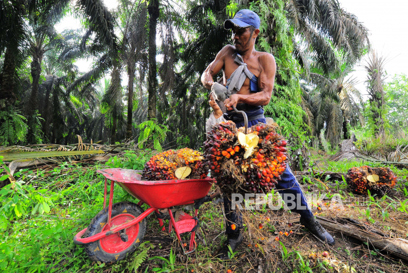 Pekerja memuat tandan buah segar (TBS) kelapa sawit (ilustrasi). Gabungan Pengusaha Kelapa Sawit Indonesia (Gapki),optimistis pangsa ekspor produk minyak sawit mentah (CPO) akan meningkat tahun ini.