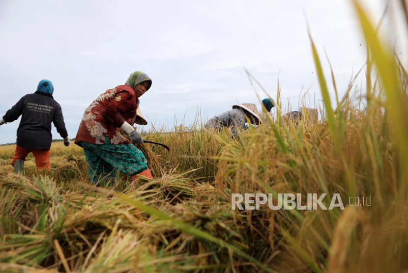 Petani memanen padi di sawah, (ilustrasi). Pemerintah menegaskan komitmennya untuk menjaga produksi pertanian nasional agar tetap surplus di tengah krisis pangan yang melanda sejumlah negara.