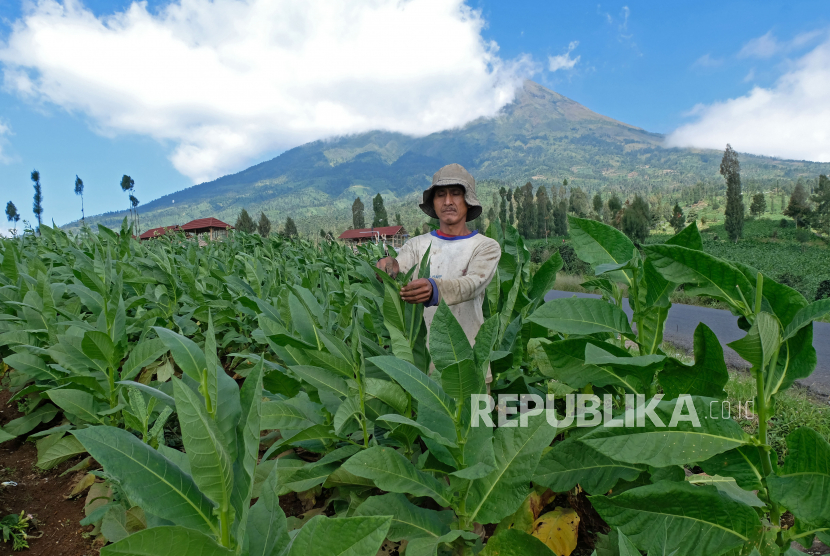 Petani merawat tanaman tembakau di perladangan lereng gunung Sindoro Desa Cangal, Candiroto, Temanggung, Jateng, Senin (5/7/2021). (ilustrasi)
