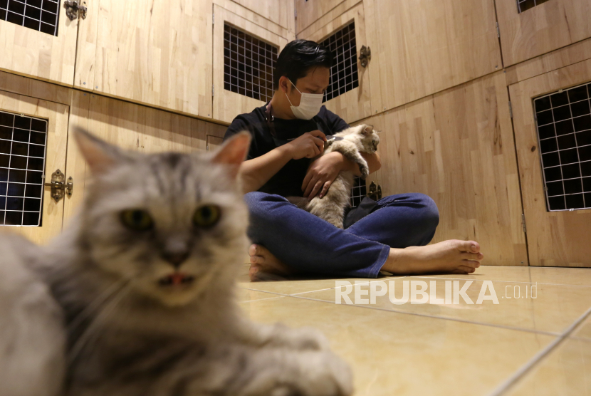 Petugas merawat dan membersihkan kucing di tempat jasa penitipan. Jasa penitipan hewan peliharaan di Kota Malang banjir order jelang Lebaran. Ilustrasi.