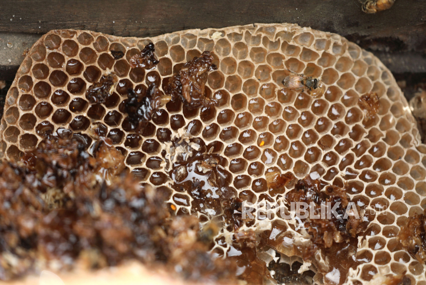 Sarang lebah madu. Propolis adalah getah campuran resin alami yang dibentuk oleh lebah madu dari berbagai substansi tanaman, air liur, dan lilin lebah.