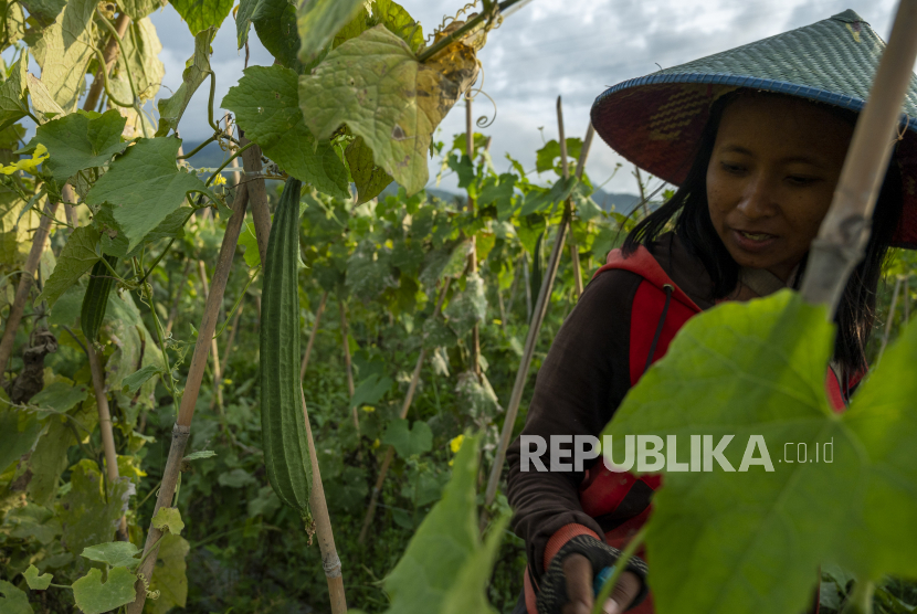 Petani memanen tanaman sayurnya di Desa Porame, Sigi, Sulawesi Tengah, Rabu (1/6/2022). Kementerian Pertanian menyebutkan, dari alokasi anggaran Kredit Usaha Rakyat (KUR) sektor pertanian 2022 sebesar Rp90 tiriliun, hingga Mei 2022 telah terserap hingga Rp39,337 triiliun atau 43,7 persen. 