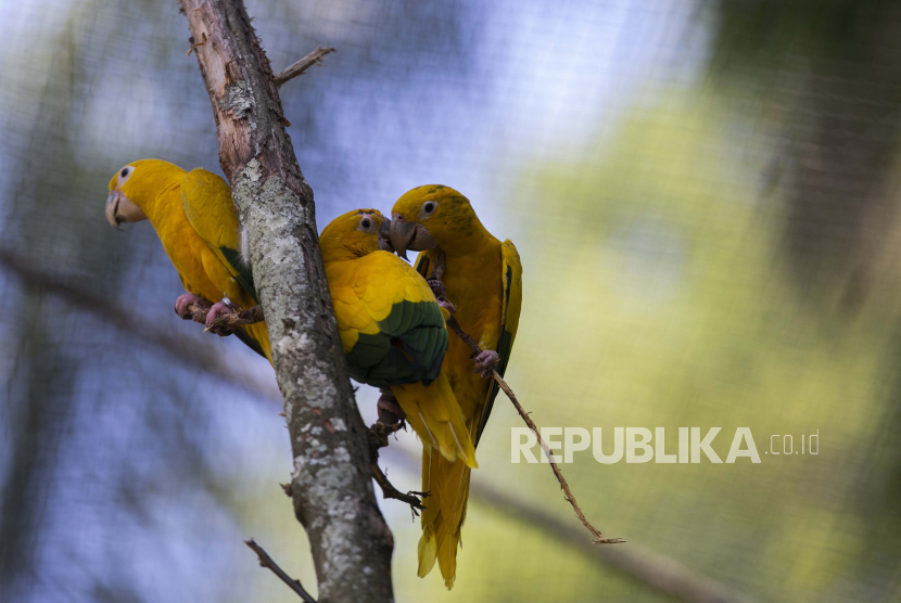 Sejumlah burung bertengger di dalam kandang pada sebuah taman konservasi keanekaragaman hayati (ilustrasi).