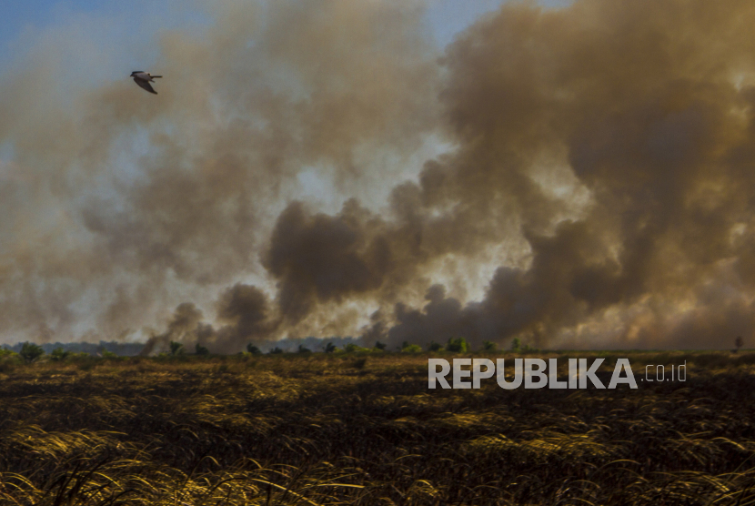 Seekor burung melintasi lahan terbakar di Desa Ujung Batu, Kabupaten Tanah Laut, Kalimantan Selatan. Badan Meteorologi Klimatologi dan Geofisika (BMKG) pada Kamis (12/8), mendeteksi 50 titik panas di Kalsel. (ilustrasi)